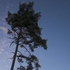 Avatar for SkreddelSowrs