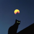 Avatar for fqyu