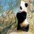 Avatar for romancing_yard