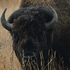 Avatar for BisonsBadTaste