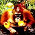 Avatar de daddyjarjees
