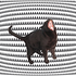 Avatar for ronronando