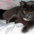 VegaTheCatLover さんのアバター