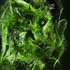 Avatar for neomycinkai