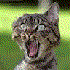 Avatar for bakalhau