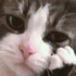 Avatar for JeffreyAnime