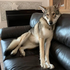 Avatar di stardog_