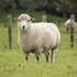 Avatar for sheepsday