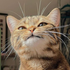 Avatar for MisuKiti