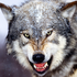 Avatar for Cosga