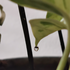 Sometype için avatar