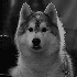 Avatar for Boorzenkoff