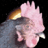 Avatar for Kippenbout