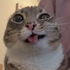 Avatar for thechibbis