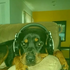 Avatar for Cyanidedogbone