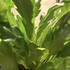 Avatar for raunjalg