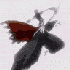 Avatar für ccomrrade