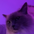 patperek için avatar