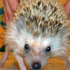 Avatar for fredinbed