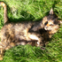 Avatar für oneyedcat