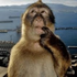 Avatar de rattomobile