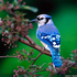 Avatar for Music-Birds