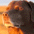 Avatar for Ledudeses