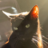 Avatar for thighcrease
