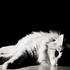Avatar di kitty_-_chan