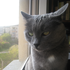 Avatar for OtocolobusManul