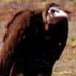 Kachingo için avatar