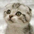 Avatar for bas00701