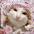 Avatar for SzamanPospolity