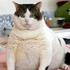 Avatar for GatoPanzon