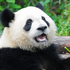 Avatar di TaniThePanda