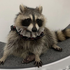 Avatar for axelronii