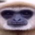 Avatar for TheBlueBoohbah