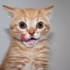 Avatar for spoonism