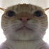 Avatar for Nutmeg11