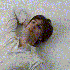 Avatar for sigalit480