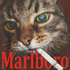 Avatar for Zzx99