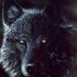 Avatar di lonewolf11