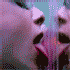 Avatar for AlcoholicAsya