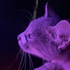 Avatar für Xedar123