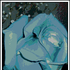 Avatar for AmbarHooAoi