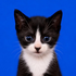Avatar for ming8te