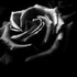_rea_ için avatar