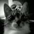 Avatar for Fr3nki3