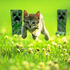 Avatar for Lynx_023