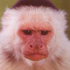 Avatar for Bebra
